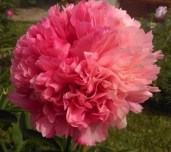 mary-joe-legare (1)